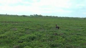 Курцхаар Дюк и пойнтер Дайс.mp4