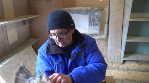 НОВЫЕ ГОЛУБИ  ПОДАРОК  ТУРЕЦКАЯ ТАКЛА,