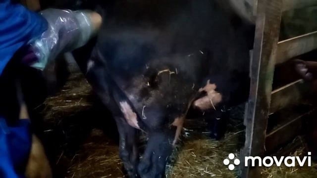 Долгожданная новость о стельности нашей коровки Фенечки смотреть онлайн