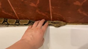 Молниеносный укус??анаконды!!!18+?Купание императорских удавов и парагвайской анаконды в дом.усл.
