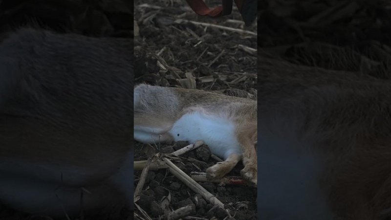 Закрытие сезона на зайца #охота #hunting #заяц #оружие #hunt #hare #кино #природа #fake