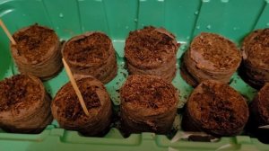 Мини-теплица с торфяными таблетками, обзор