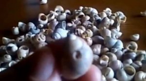 Штора декоративная из ракушек