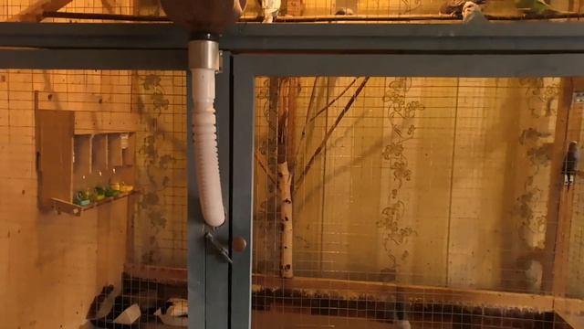 РАЗВЕДЕНИЕ ВОЛНИСТЫХ ПОПУГАЕВ.Уборка вольера(ответ на комментарий)