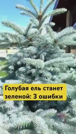 НЕЛЬЗЯ делать это с ГОЛУБОЙ ЕЛЬЮ 🙅🏻