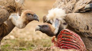 Чем птицы-падальщики отличаются от других пернатых? Суровая жизнь кавказских гор | Все как у людей