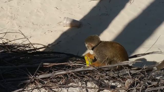 Republica Dominicana. Occidental Punta Cana 5*. ЛЮБОПЫТНАЯ ОБЕЗЬЯНКА смотреть онлайн