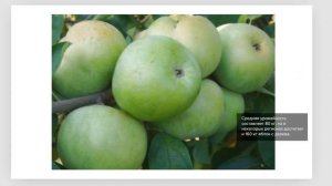 Обзор сорта яблони Московское Зимнее