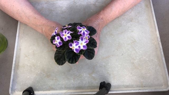 African Violets blooming! Types review. My AVs surprises. смотреть онлайн