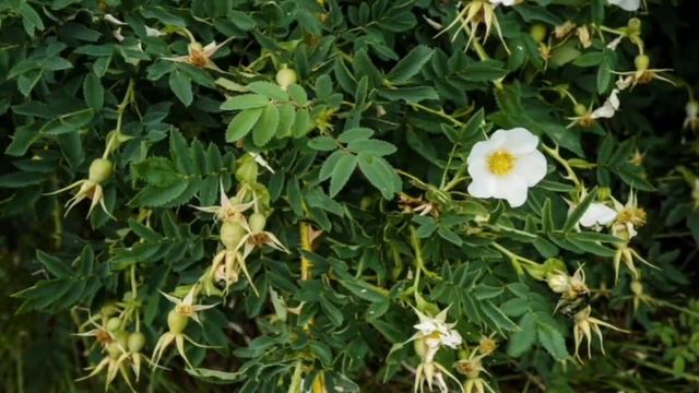 #подвои О подвоях, пригодных- для выращивания роз на Урале! смотреть онлайн