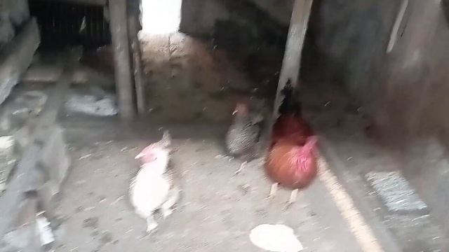 Дружковка 7 апреля 2023.Абрикосы зацвели,получила лук- севок,гроза. смотреть онлайн