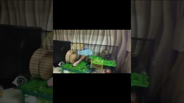 как вычёсывать сирийского хомяка смотреть онлайн