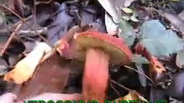 xerocomus_rubellus.mpeg смотреть онлайн