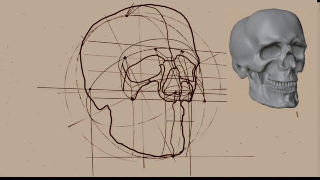Рисование головы человека  конструктивный анализ