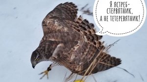 Новая добыча помойного ястреба Клюквы. Что на это раз?!