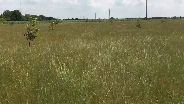 Система обработки почвы в саду. Дернина. Ореховый сад смотреть онлайн