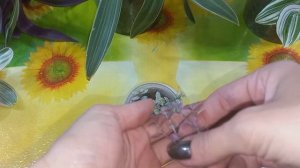 ТРАДЕСКАНЦИИ?Быстрое размножение?Формирование?Рео?Каллизия Пинк Леди?Традесканция Белоцветковая