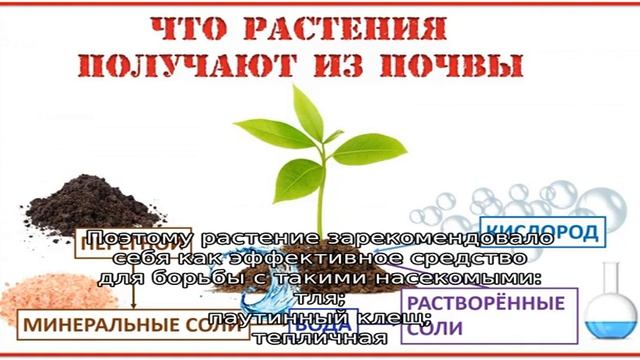 Совместимость растений: с чем рядом сажать базилик и почему это важно
