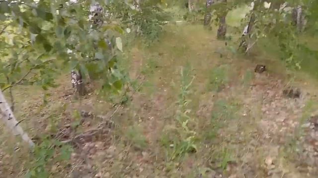 Подберёзовики в июне. Сбор грибов в реальном времени.