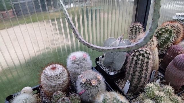 Кактусы в теплице..Хильдевинтера вся в цветах.Цветение первого литопса.Kakteen.Lithops.