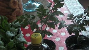 Выращиваем редис зимой дома . Редису 20 дней!!! // Секреты хороших урожаев