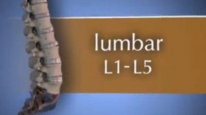 Медицинская анимация  Позвоночник