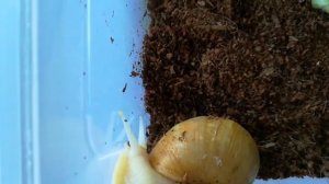 Улитка Ахатина и кладка яиц/Snail Ahatina and its eggs