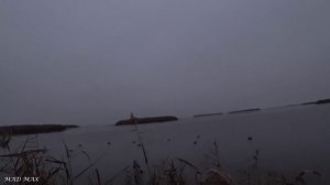 В сказочные места на болотоходе за уткой. Мелководье не проблема. Охота на утку. Охота на гуся.