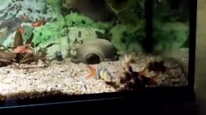 Боция клоун