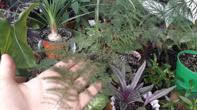 Комнатные растения в июле 2018 года смотреть онлайн