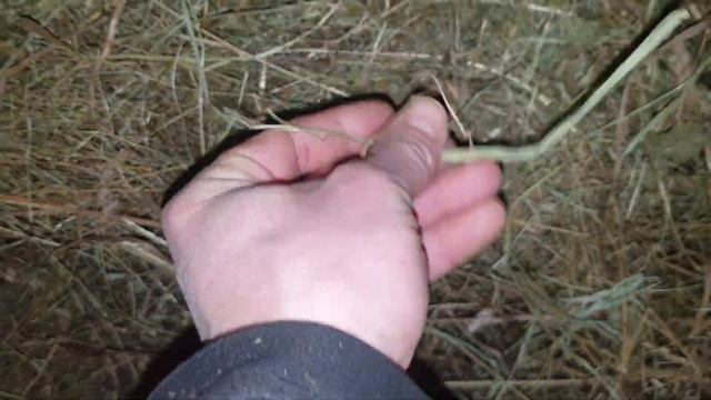 Завтрак на ферме. общий кормовой стол. группы овец.?????? смотреть онлайн