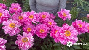 Nice Gal peony. Найс Гал пион. Пулков сад