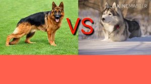Сибирской Хаски против Немецкой овчарки. Животные. Батл.
