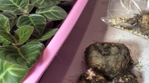 Глоксинии зимой.