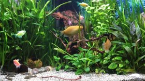 Живой аквариум 4k, октябрь 2021