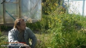 Как получить свои семена репы и капусты