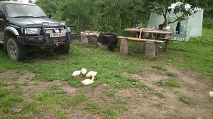 как быстро растут гуси