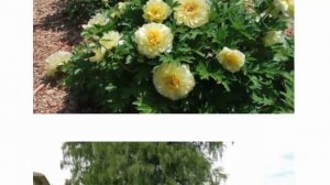 Пион Бартзелла, посадка и уход