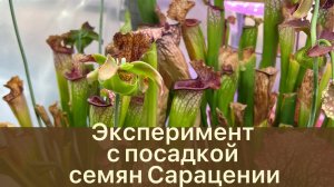Эксперимент по посадке семян САРАЦЕНИИ