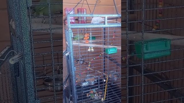 игрушка для ожереловых попугаев из овощей смотреть онлайн