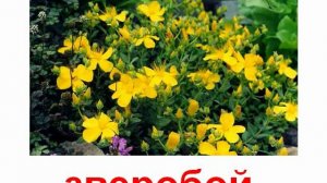 Растения цветы 3