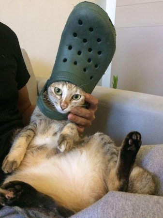 Космический шлем для кота
