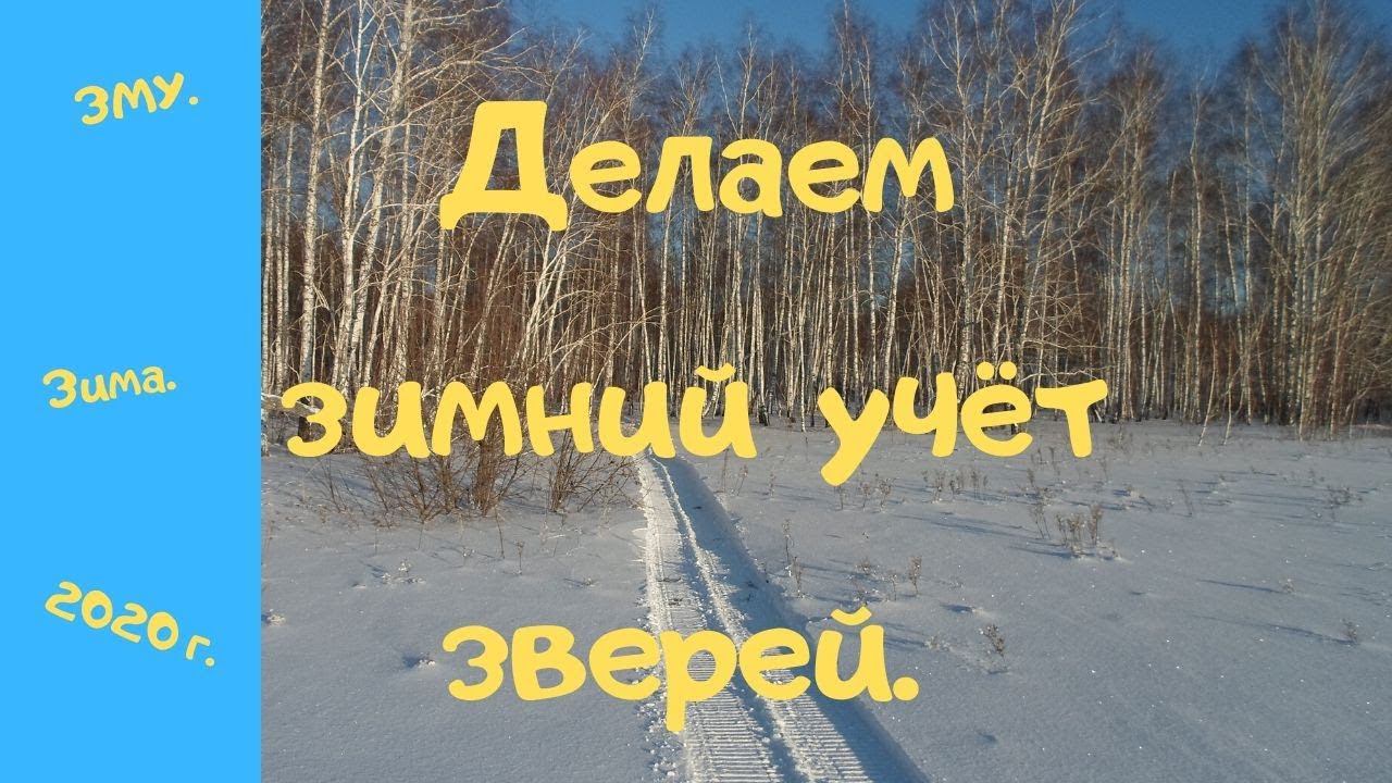 Делаем зимний учёт зверей