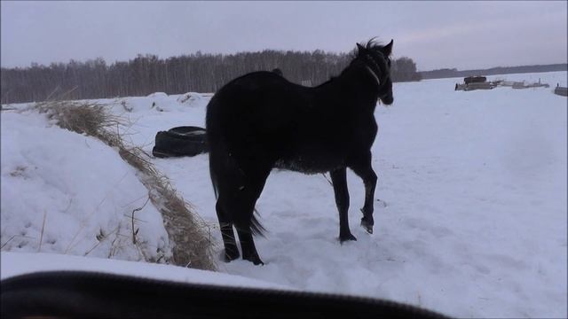 Приручаю лошадь. Попытка номер два. I tame a horse. Attempt number two. смотреть онлайн