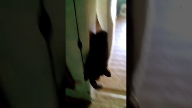 Кошку зовут Соня смотреть онлайн