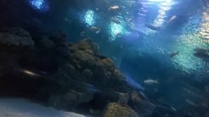 AQUARIA KLCC - Under water tunnel at KLCC Aquaria, the largest aquarium in Quala Lampur, Malaysia