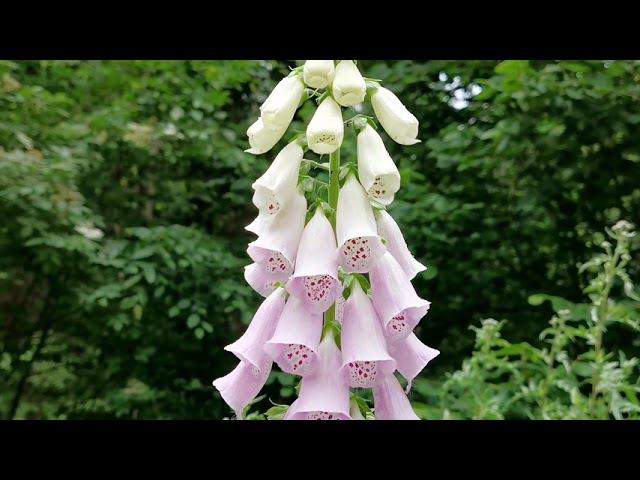 Гюнтершталь. Günterstal. Freiburg