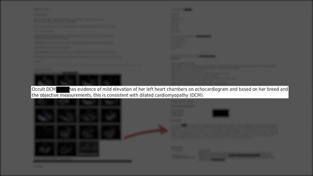 How to Work with Doberman Breeders on Health Testing (Puppy Corner #1) смотреть онлайн