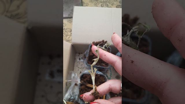 Посылка от Русского огорода с клематисами. смотреть онлайн