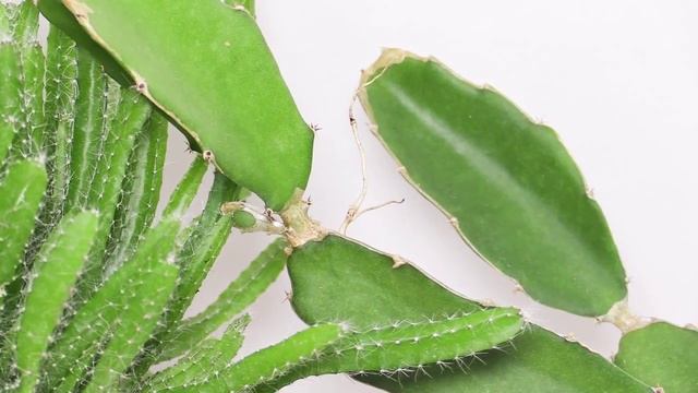 Hylocereus undatus - Drachenfrucht, Dragon Fruit, Pitahaya смотреть онлайн